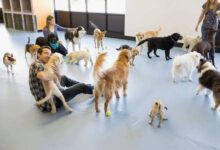 Doggy Daycare Facilities