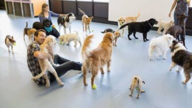 Doggy Daycare Facilities