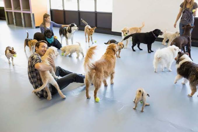 Doggy Daycare Facilities