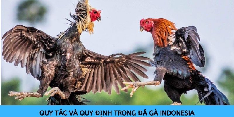 Instructions for Indonesian Cockfighting at SV388 for Bettors